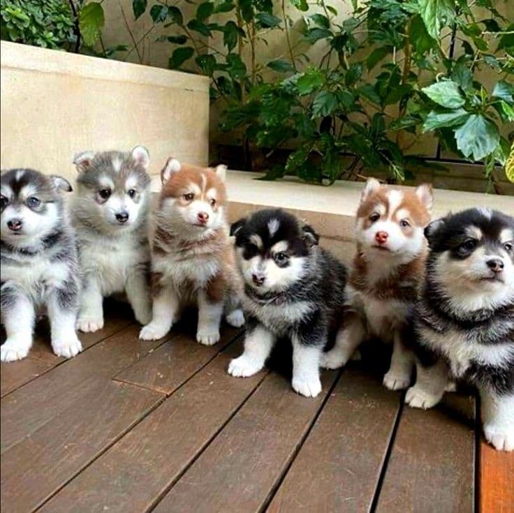 husky
